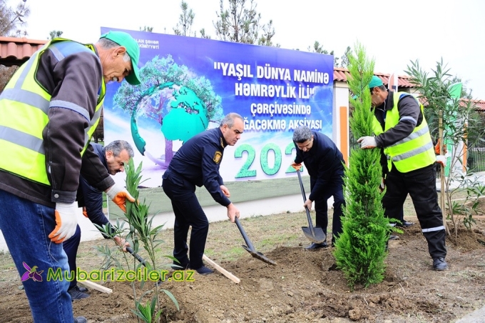 Naftalanda ağacəkmə aksiyası keçirilib