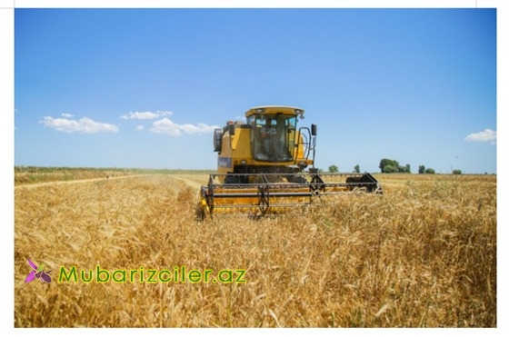 2025-ci ildə  Samux rayonunda  46688,5 ton taxı biçilmişdir