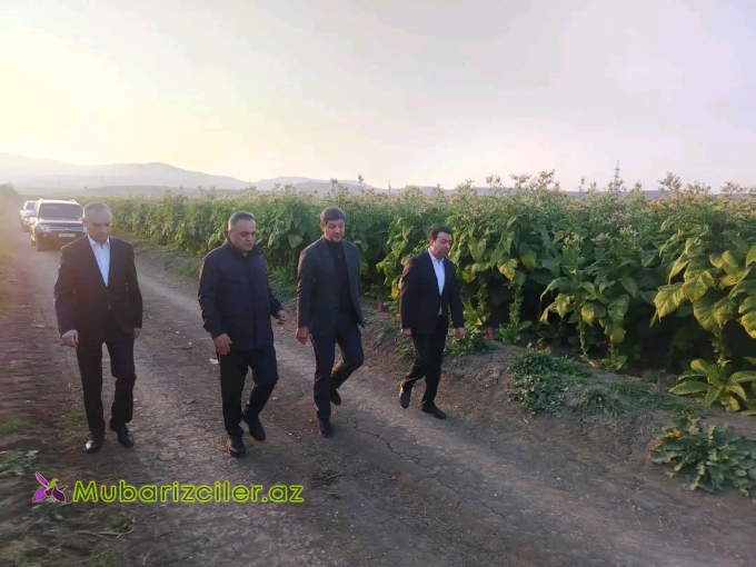 Goranboyda cari məhsul üçün tütün yığımında yüksək nəticə gözlənilir