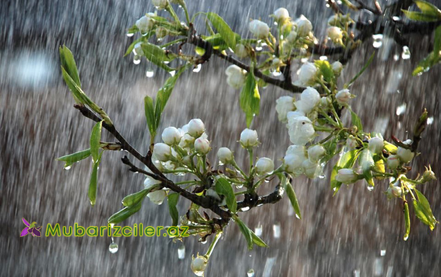 Yağıntılı hava daha da intensivləşəcək