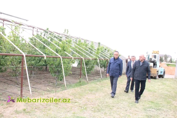 Goranboyda icra başçısı intensiv bağçılıq təsərrüfatına baxış keçirdi