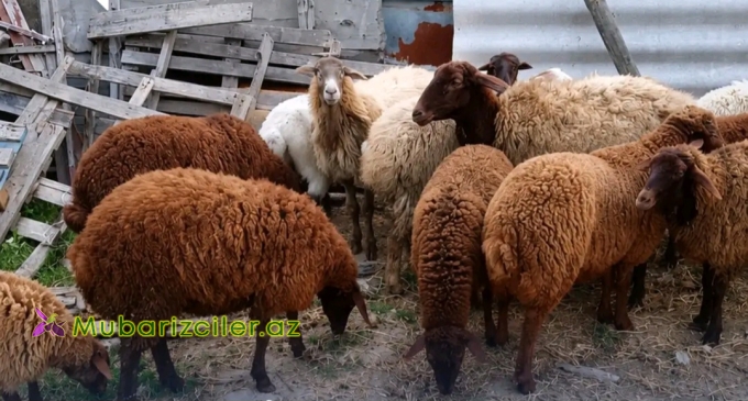 Görəsən, qurbanlıq ətdən kimlərə vermək mütləqdir? Əksinə, kimlərə vermək olmaz?