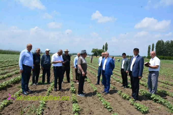 Müstəqim Məmmədov Bəyimsarov kəndində Birinci dərəcəli “Əmək” ordenli Fazil Vəliyevin pambıq tarlalarına baxış keçirib