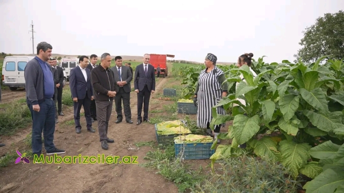 Goranboyun İcra başçısı tütünçülük sahəsində görülən işlər və mövcud vəziyyətlə yerində tanış oldu