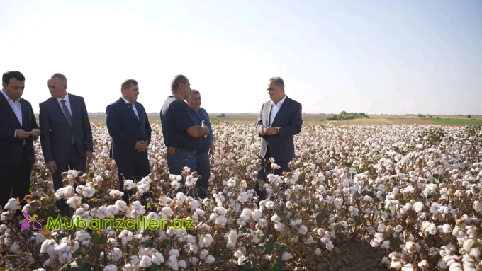 Goranboyun İcra başçısı pambıq sahələrində aparılan yığım işlərinin gedişi ilə yerində tanış oldu
