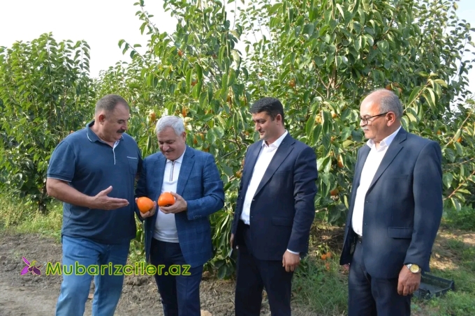 Tərtərin İcra başçısı "Tərtər 1" MMC-nin intensiv meyvə bağlarında xurma yığımına baxış keçirib